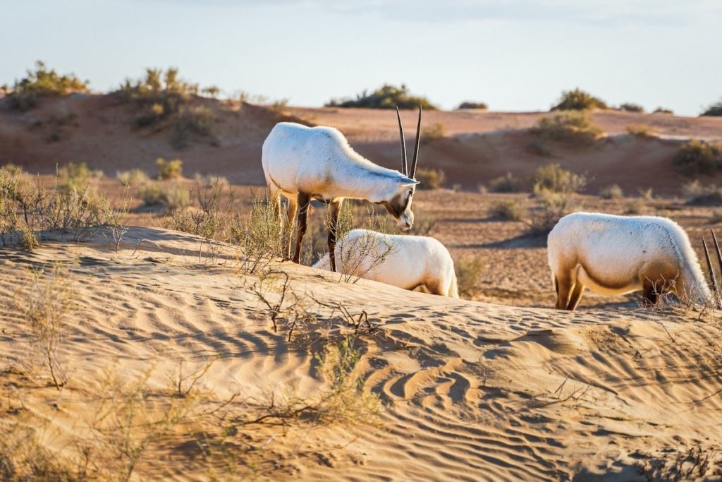 Des antilopes dans le désert de Dubai