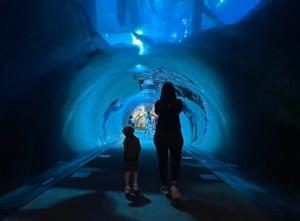 Tube de l'aquarium du Dubai mall 