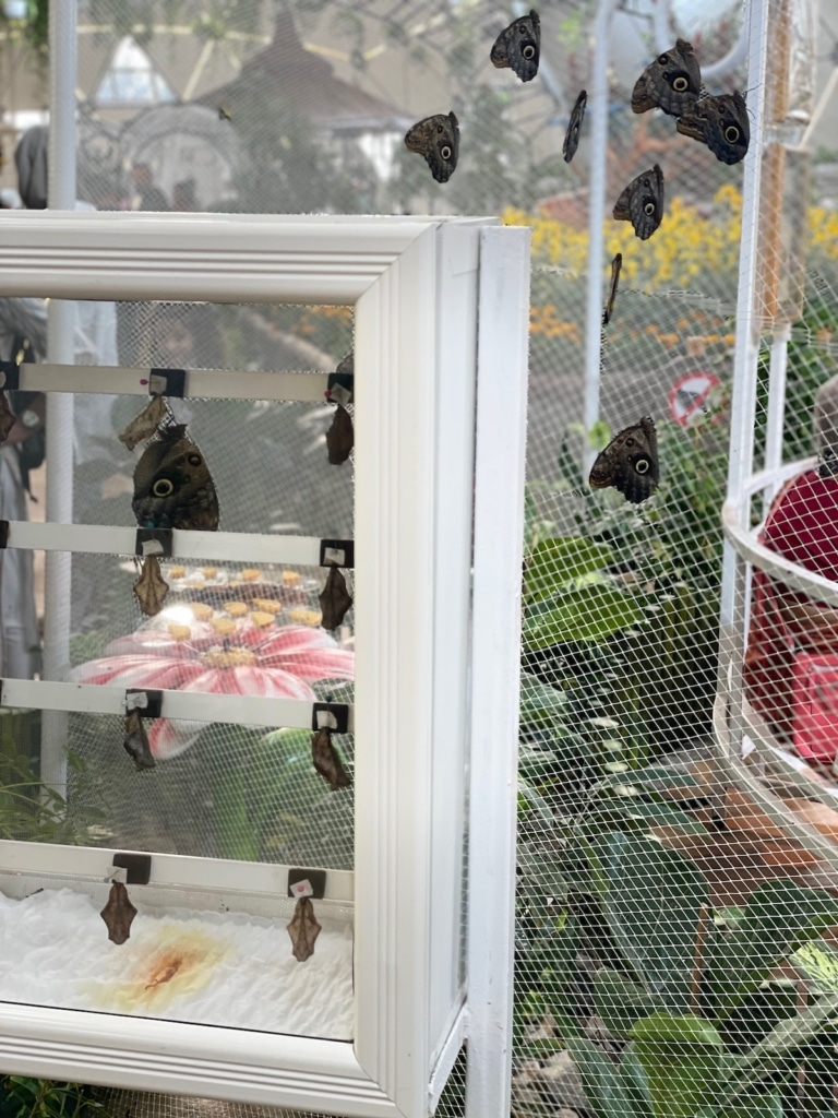 Pancarte pour comprendre les étapes de vie des papillons au Butterfly Dubai Garden