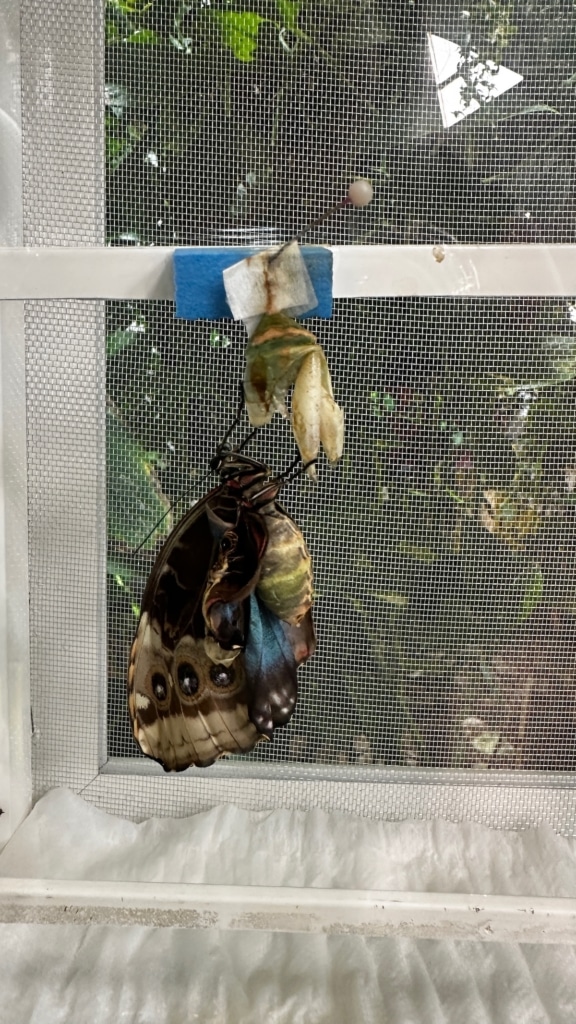 Etape de vie de la chrysalide au papillon au Dubai Butterfly Garden