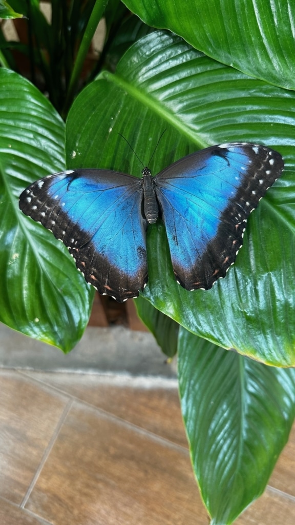 Papillon de couleur bleu au Butterfly Garden Dubai