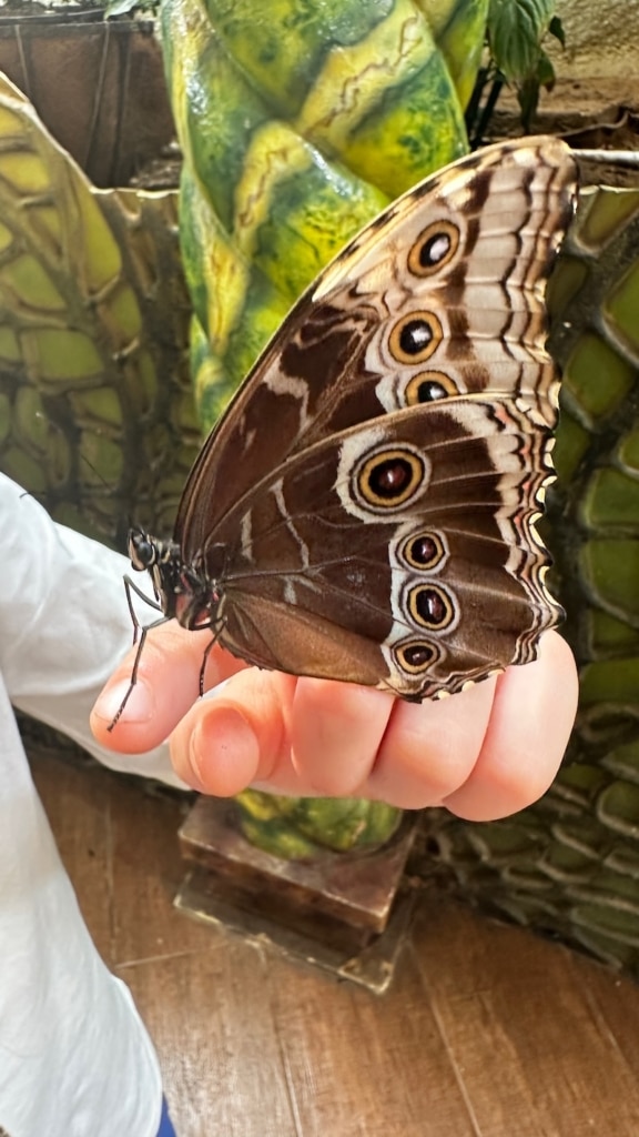 Papillon posé sur une main au Dubai Butterfly Garden