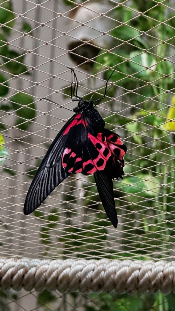 Papillon de couleur rouge au Dubai Butterfly Garden