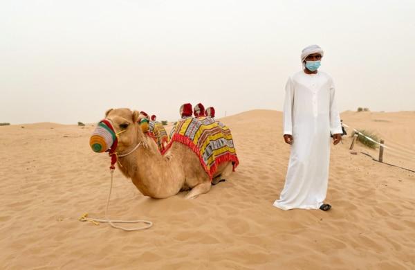 Chameau ou dromadaire dans le désert de Dubai