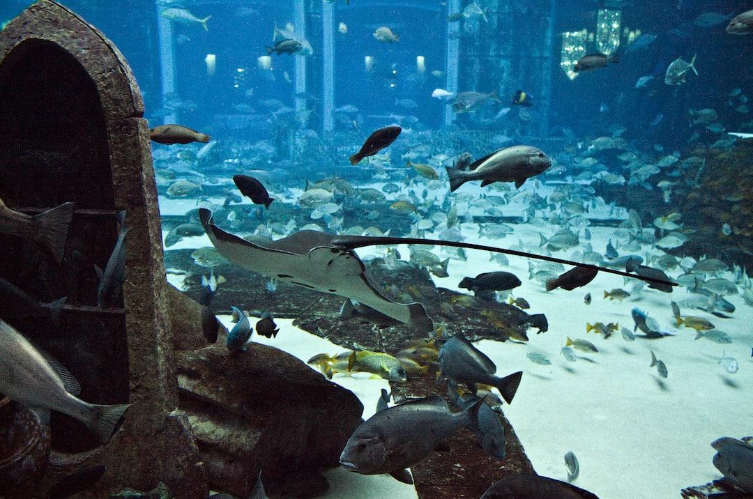 The Lost Chambers Aquarium in Dubai