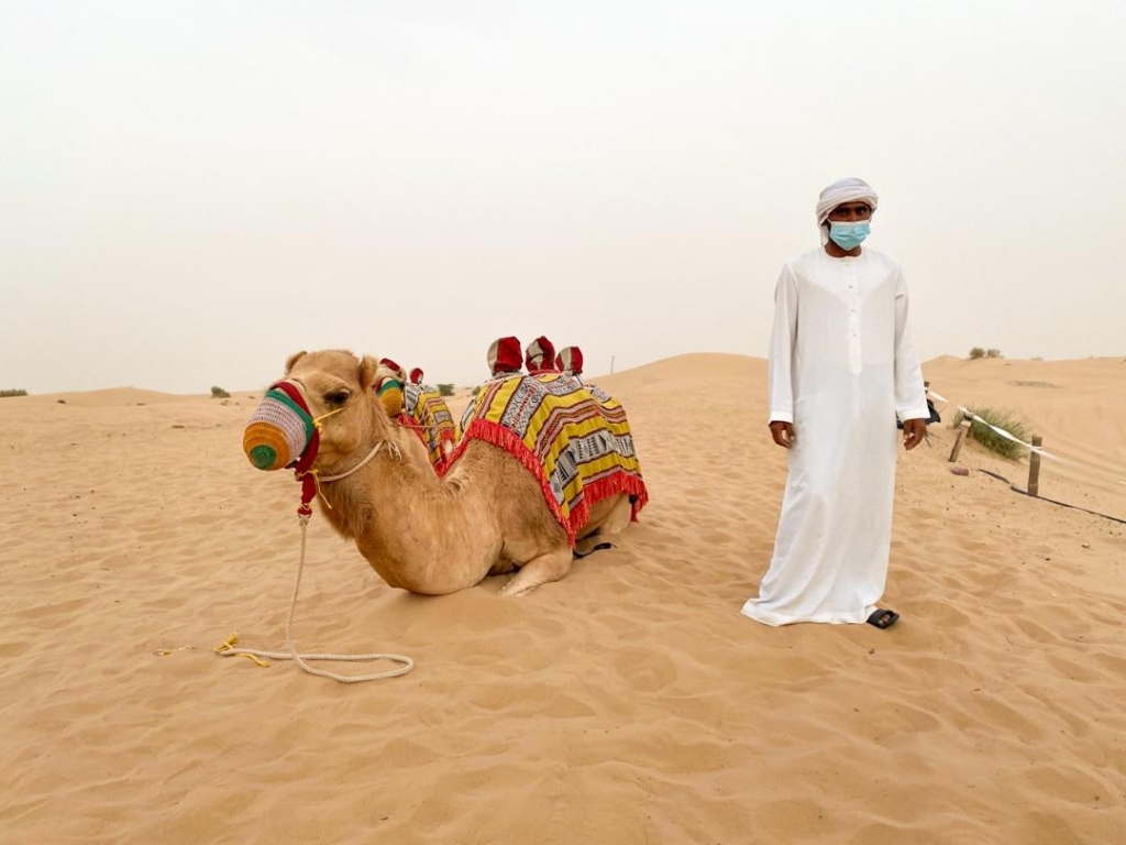 Camel in the Dubai desert